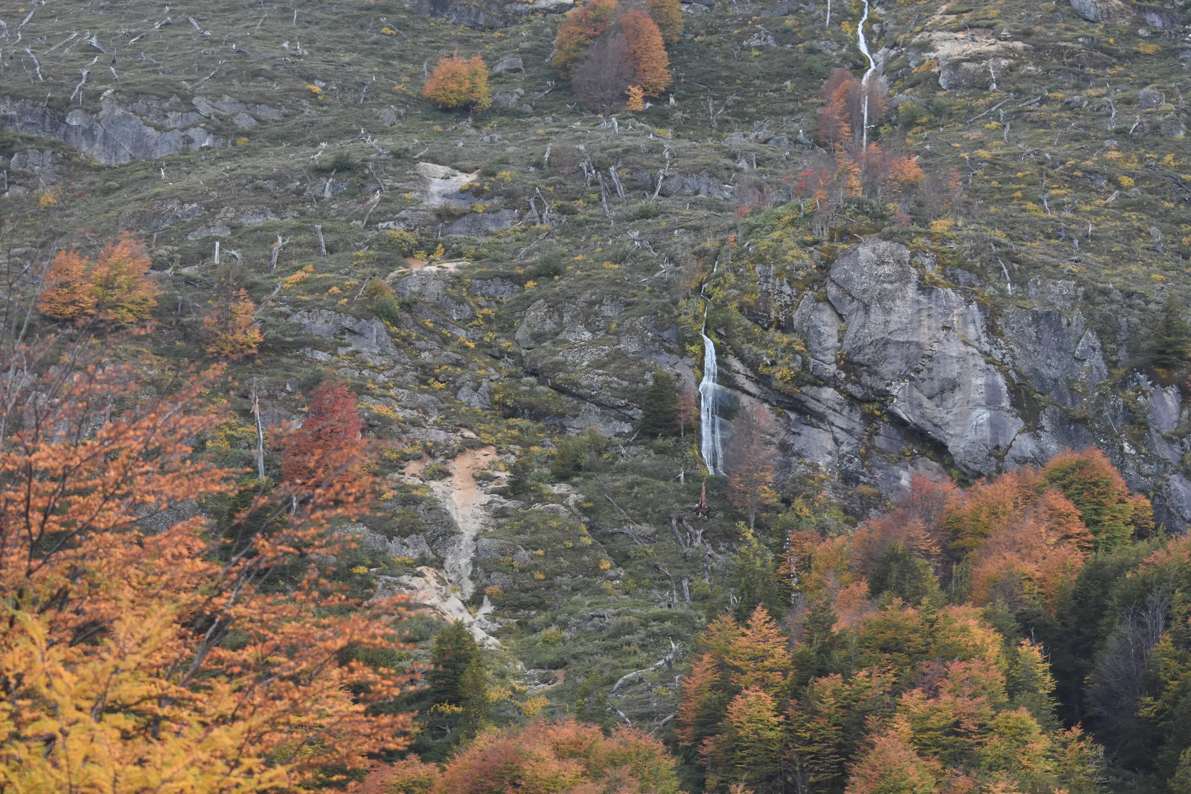 Bosque de lengas con los colores del otoño y cascadas bajando por la roca